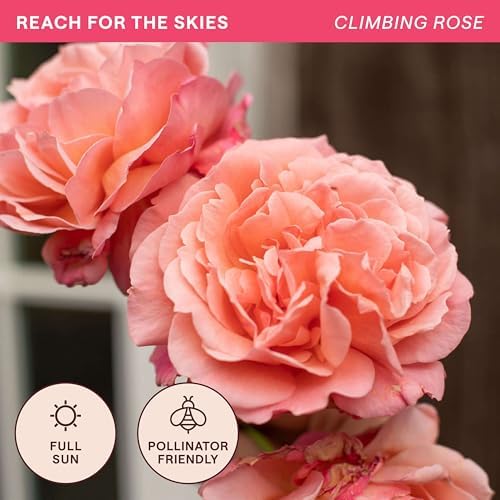 Heirloom Climbing Roses, Live Own Root Plant, Reach for the Skies - Image 4