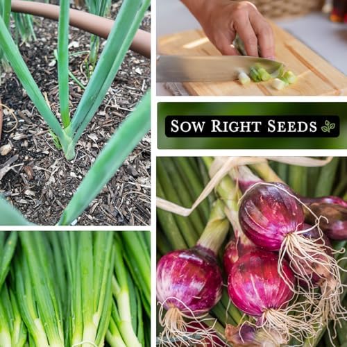 Sow Right Seeds - Scarlet Bandit Bunching Onion Seed for Planting Garden - Image 4