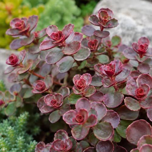 Cherry Red Stonecrop Sedum Live Plant Plugs, Hardy Succulent Ground Cover, Drought Tolerant Perennial, Easy Care Red Sedum for Rock Gardens, Borders & Landscaping (1 Starter Plug) by CZGrain