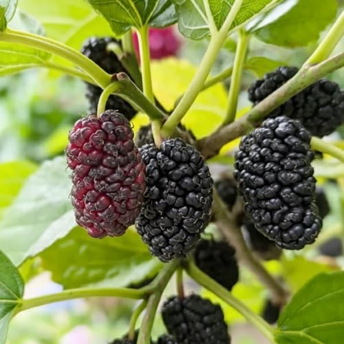 Illinois Mulberry Tree Live Plant, 5-8" Mulberry Starter Plant - Image 4