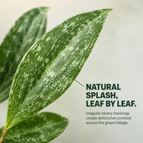 Hoya Latifolia Rangsan Splash Live Plant | Hoya Cuttings Starter Plants - Image 4