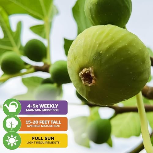 Lattarula Honey Fig (Italian Honey) Live Fig Plant - Ficus carica by Wellspring Gardens - Starter Plant for Your Garden and Patio - Grow Your Own Edible Fruit Tree - Image 4