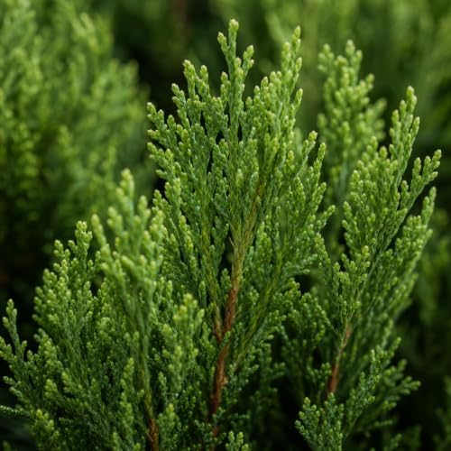 Southern Red Cedar | 1 Live Gallon Size Pot | Juniperus Virginiana Silicicola | Evergreen Privacy Trees | Native Landscape Plants - Image 3