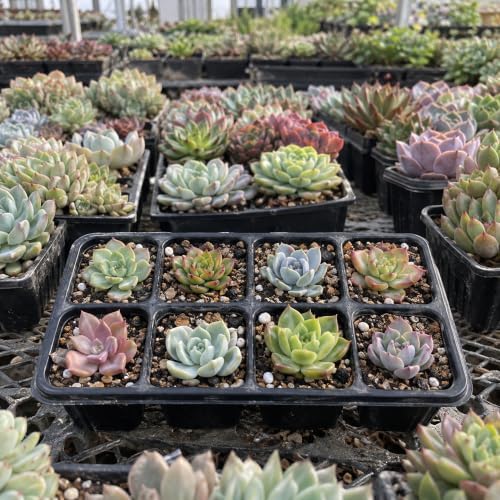 10 Assorted Live Succulent Plants, Bare Root Random Variety Collection - Image 2