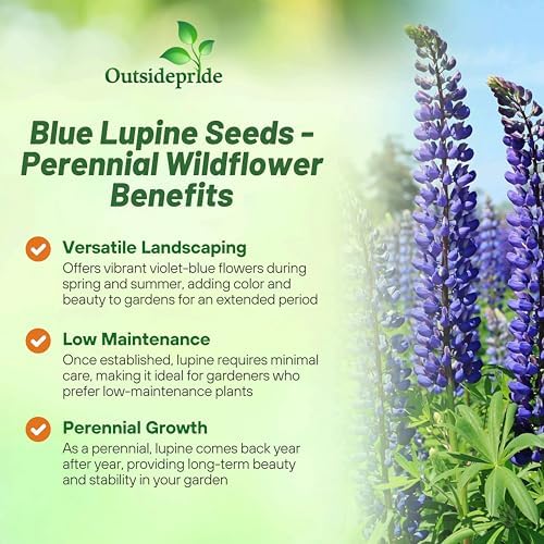 Outsidepride Wild Blue Perennial Lupine Seeds - 500 Pcs. Self-Sowing, Cold Hardy & Frost Tolerant Wildflower Seeds for Fall Planting, Ideal for Attracting Pollinators & Hummingbirds - Image 3