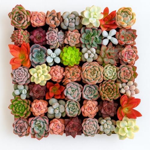 Mix DIY Rare Live Succulent Plants, 0.5-1,5" Random Mystery Bulk Succulent Live Plant, Without Pot & Soil, 12/24/100 Pcs, Garden Indoor Office Desk Decoration, Plant Gifts (24) by THEONEBLOOM