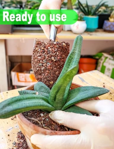TOYPOPOR Succulent Soil, Cactus Potting Mix 2 Pounds/1 Quart, High Drainage, Pre-Mixed Ready to Use for All Succulent Varieties, Indoor Plants, Bonsai, Terrarium, Houseplant, 70% Particles 30% Soil - Image 4