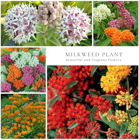 3 Mixed Butterfly Milkweed Plants Live, Well-Rooted Starter Plant - Image 6