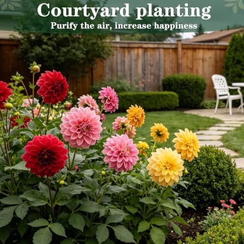 Dahlia Seeds for Planting, Garden Seeds 500ct, Vibrant Mixed Colors Flower - Image 6