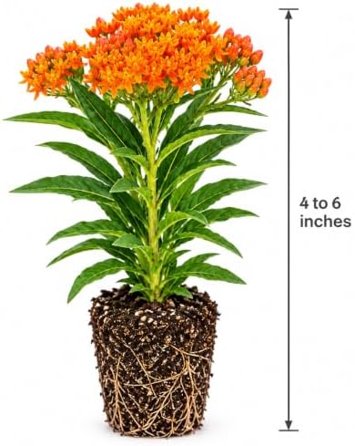 Butterfly Milkweed Asclepias tuberosa Live Plants, 3 Pack - Image 3