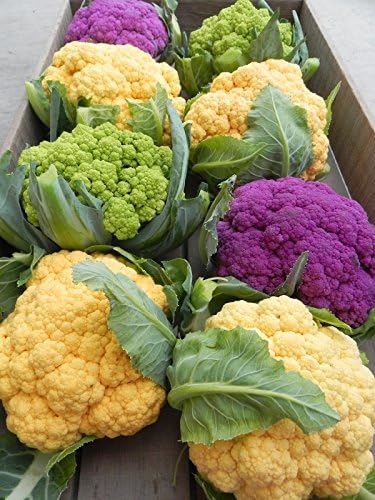 Cheddar Cauliflower Live Plant, 4 to 6 Inches Tall, Ready for Garden Planting, Pack of 2 - Image 4
