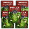 Scarlet Emperor Bean Seeds for Planting - Survival Garden Seeds (5 Pack) by SurvivalGardenSeeds