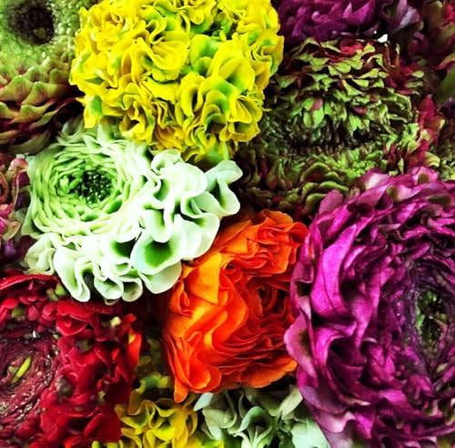 Mixed Peony Ranunculus Bulbs- Persian Buttercup -10 Corms Bulbs Root - Image 5