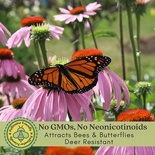 Clovers Garden Purple Coneflower (Echinacea Purpurea) Plants – Two (2) Live Plants – Non-GMO - Not Seeds - Each 4" to 8" Tall – in 4" Inch Pots – Hardy Flowering Perennial, Pollinator Favorite - Image 3