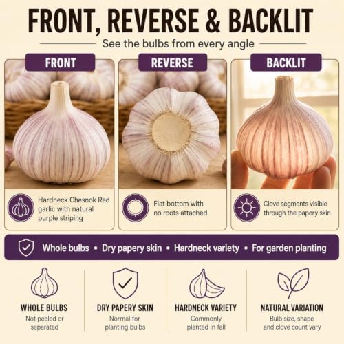 5 Pack Chesnok Red Garlic Bulbs for Planting Large Hardneck Garlic Cloves Garlic Seeds for Planting Cold Climate Ready Garlic Bulbs for Planting Home Garden Raised Beds Fall or Spring - Image 4