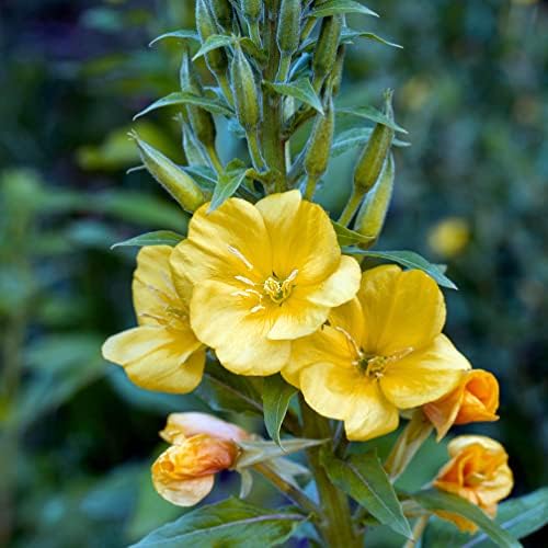 Evening Primrose Plant (Oenothera biennis) in 2.5-inch Pot - Sun Cups Sun Drops - Herb Plant - Native - Pollinator Plant - Image 7