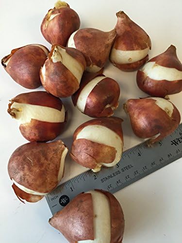 Darwin Hybrid Tulip Mix Flower Bulbs - 25 Bulbs per Pack - Good as Cut Flowers - Perennializing - Easy to Grow Live Plants - Outdoor Garden - Image 3