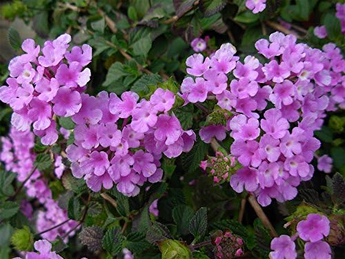 American Plant Exchange Lantana 'Lavender' – 6-Inch Pot – Live Flowering Shrub with Soft Purple Blooms, Heat-Tolerant Outdoor Plant for Patios, Gardens, Containers & Pollinator Landscapes - Image 3