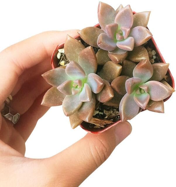 Graptosedum California Sunset - Colorful 2 inch Succulents - Live Mini Succulent Plants Fully Rooted, Easy Care Indoor and Outdoor, Home and Garden Decor, Wedding Party Favor - Image 2