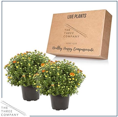 Chrysanthemum (2 Pack) - Orange Blooms, Live Fall Flowering Perennial, 13" Tall by 12" Wide in 3 Qt Pot - Image 5