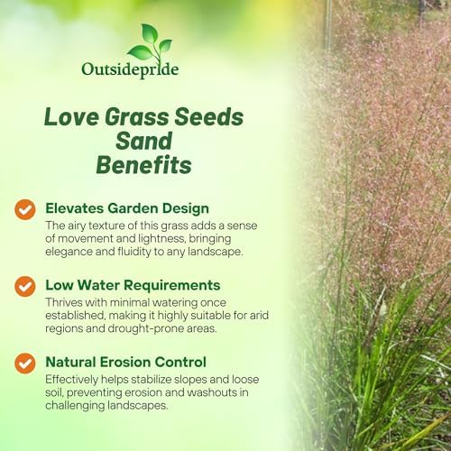 Outsidepride Sand Love Grass Seeds - 5,000 Pcs. Perennial, Easy to Grow, Drought-Tolerant, Tall Ornamental Grass, Thrives in Sandy Soil, Wind & Erosion Control for Landscaping, Year-Round Beauty - Image 3