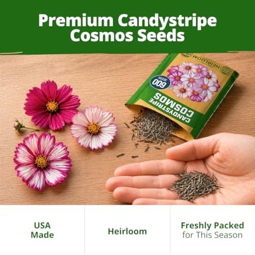 HOME GROWN Cosmos Candystripe 600 Flower Seeds Cosmos bipinnatus - Image 7