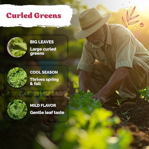 1500 Southern Giant Curly Mustard Heirloom Vegetable Seeds, Brassica juncea - Image 4