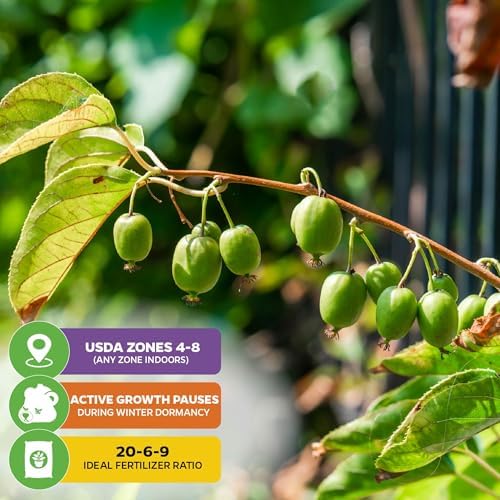 Prolific Hardy Kiwi Berry (2-Pack) Live Plant by Wellspring Gardens - Image 5