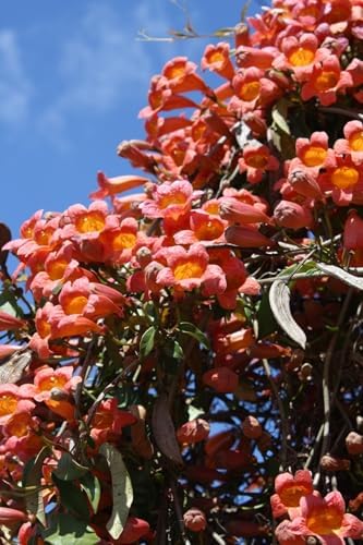 Tangerine Beauty Crossvine (Bignonia capreolata) Live Plants – Pack of 2 – Vibrant Orange Trumpet-Shaped Blooms – Climbing Vine for Trellises & Fences – Ideal for Containers - Image 5