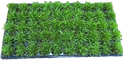 Centipede Grass Plug Tray 100 Count | EZ Plug 50 Grass Plugs Per Tray by TheLawnFarm