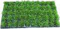 Centipede Grass Plug Tray | EZ Plug 50 Grass Plugs Per Tray by TheLawnFarm