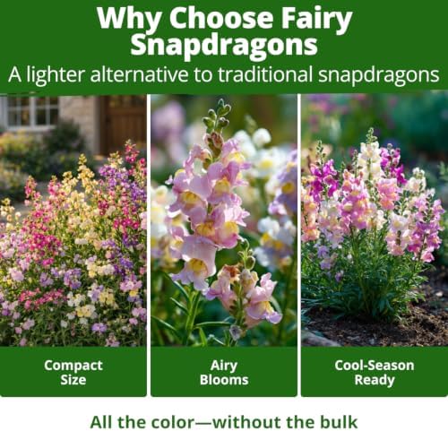 HOME GROWN Fairy Snapdragon Seeds, 14,000 Seeds, Linaria maroccana - Image 5