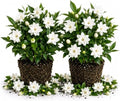 2 Frostproof Arabian Jasmine Plants, Indoor Outdoor Flower, 4-9 Inches by TANKDA