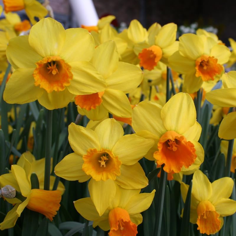 Fortune Daffodil Flower Bulbs Jumbo Pack - 25 Bulbs per Pack - Deer Resistant - Good as Cut Flowers - Grows Well in Containers - Naturalizing - Perennializing - Image 2