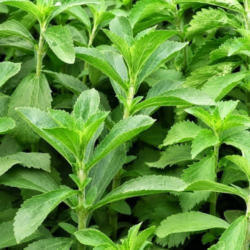 Stevia Seeds for Planting, Stevia rebaudiana, Heirloom Non-GMO Sweet Leaf Herb Seeds, High Germination Perennial Culinary Herb for Kitchen Gardens Containers and Patio Pots, 300 Count - Image 2