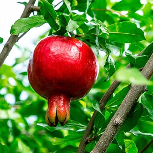 Perfect Plants Russian Pomegranate Tree, 1 Gallon, Live Plant - Image 5