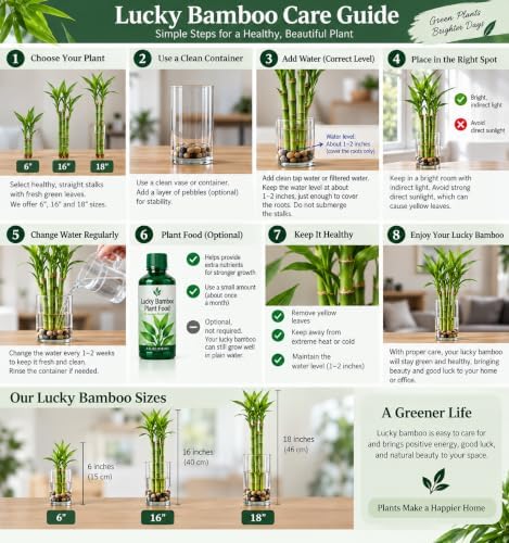 6" Lucky Bamboo Live Plants – Indoor Water or Soil Growing – Feng Shui Good Luck Plants-1 Stalk - Image 2