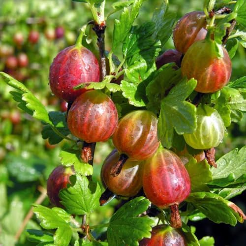 Gooseberry Plant Live, Outdoor Berry Plant, 5-9 Inch Tall - Image 3