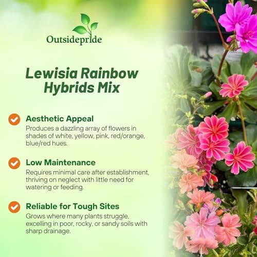 Outsidepride Rainbow Mix Lewisia Flower Seeds for Planting - 50 Pcs Drought-Tolerant Perennial Flower Seeds with Attractive Flowers & Rosette Green Foliage for Xeriscape Gardens & Rock Walls - Image 3