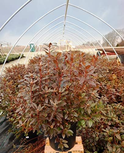Rhododendron 'Olga Mezitt' (Rhododendron) Evergreen, deep pink flowers, #2 - Size Container - Image 5