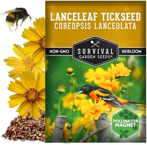 Lanceleaf Tickseed Seeds for Planting, Coreopsis Lanceolata - 1 Pack - Image 5