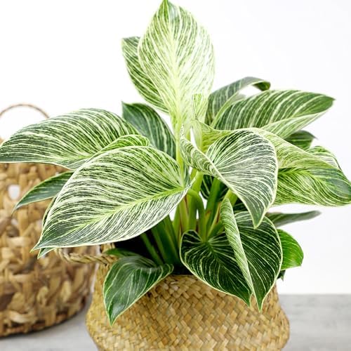 Live Philodendron Birkin Plant, 6 in. Pot, Easy Variegated Indoor Plants - Image 4
