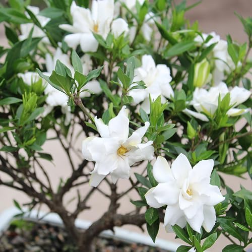 Brussel's Bonsai - Small Gardenia Live Bonsai Tree, Potted Outdoor Plant - Image 2