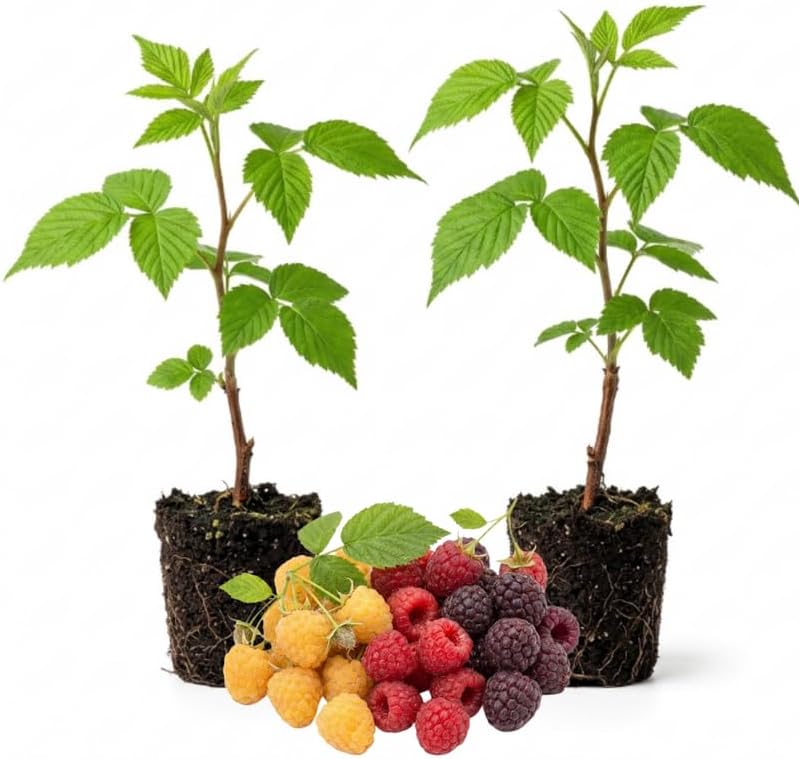 2 Mix Raspberry Live Plants, 5-9 Inch Tall Berry Bushes by PlantsSeedsBulbs