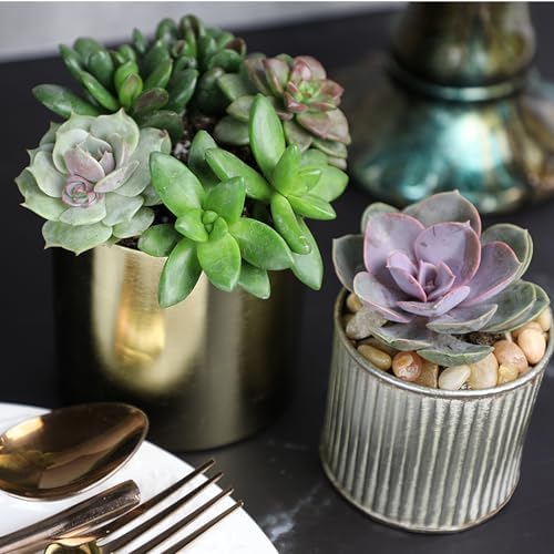 Live Succulents Plants Bulk Plant Tray (50 Pack), Indoor Houseplants, in Cactus and Succulent Soil Mix, Kit Gifts by for Pets, Black - Image 3