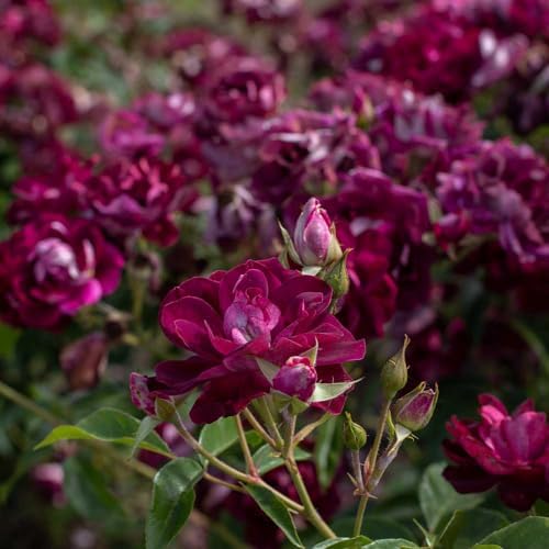Heirloom Shrub Roses, Live Own Root Plant, Burgundy Iceberg™ - Image 6