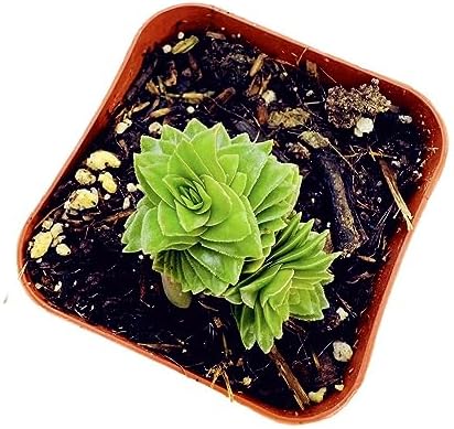 Live Succulent Cactus Plants (2" Pot Crassula Estagnol Spiralis) - Image 2