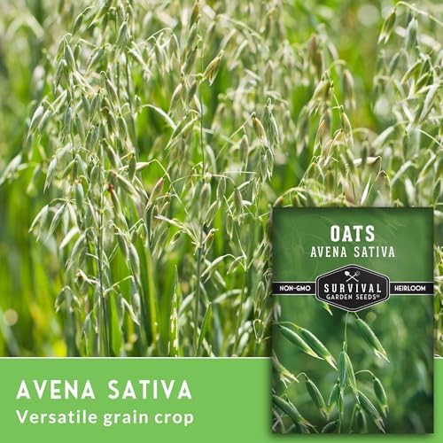 Oat Seeds for Planting - 3 Packs - Image 3