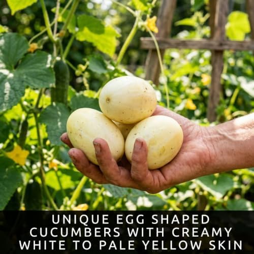 40 Dragon's Egg Cucumber Seeds | Creamy White Heirloom Cucumber Seeds - Image 2