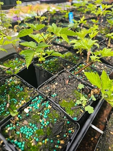 2-Pack Live Salmonberry Plant Bush Salmon Berry Edible Fruit in 4" Pot Medium by Unknown